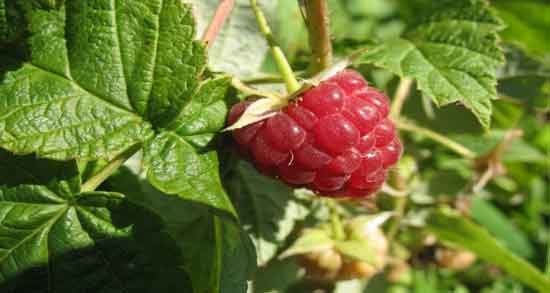 خواص تمشک در طب سنتی و اهمیت مصرف تمشک از دیدگاه طب سنتی خواص تمشک در طب سنتی ؛ اهمیت مصرف تمشک از دیدگاه طب سنتی