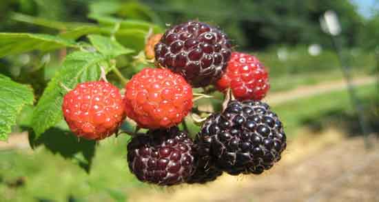 خواص تمشک در لاغری و افزایش چربی سوزی بدن با مصرف تمشک خواص تمشک در لاغری ؛ افزایش چربی سوزی بدن با مصرف تمشک