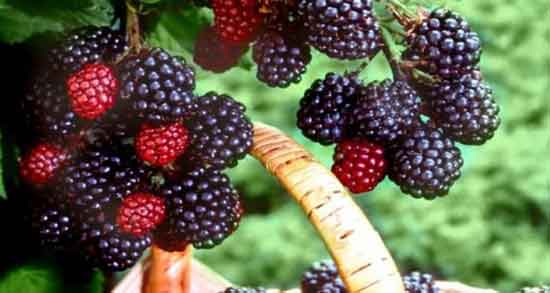 خواص تمشک سیاه و فواید بسیار زیاد تمشک سیاه برای سلامتی خواص تمشک سیاه ؛ فواید بسیار زیاد تمشک سیاه برای سلامتی