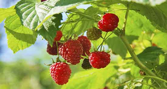 خواص تمشک قرمز و درمان بیماری ها با خوردن تمشک قرمز خواص تمشک قرمز ؛ درمان بیماری ها با خوردن تمشک قرمز