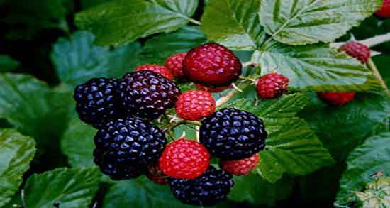 خواص تمشک چیست و وجود مواد مغذی در تمشک مفید برای بدن خواص تمشک چیست ؛ وجود مواد مغذی در تمشک مفید برای بدن