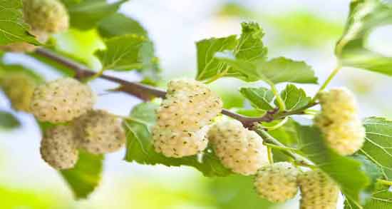 خواص توت سفید برای فشار خون و پتاسیم موجود در توت سفید باعث کاهش فشار خون بالا خواص توت سفید برای فشار خون ؛ پتاسیم موجود در توت سفید باعث کاهش فشار خون بالا