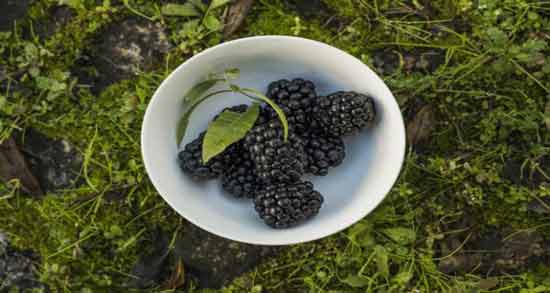 خواص توت سیاه برای دیابت ؛ خاصیت خوردن توت سیاه برای کاهش قند خون در افراد دیابتی خواص توت سیاه برای دیابت ؛ خاصیت خوردن توت سیاه برای کاهش قند خون در افراد دیابتی