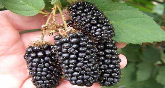 خواص توت سیاه برای معده ؛ بهبود هضم غذا و تقویت معده با مصرف توت سیاه خواص توت سیاه برای معده ؛ بهبود هضم غذا و تقویت معده با مصرف توت سیاه