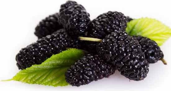 خواص توت سیاه چیست ؛ بهبود عملکرد کبد ، کاهش قند خون و کلسترول خون با توت سیاه خواص توت سیاه چیست ؛ بهبود عملکرد کبد ، کاهش قند خون و کلسترول خون با توت سیاه