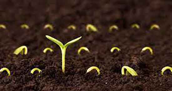 خواص جوانه لوبیا چشم بلبلی ؛ خاصیت جوانه لوبیا چشم بلبلی برای کودک خواص جوانه لوبیا چشم بلبلی ؛ خاصیت جوانه لوبیا چشم بلبلی برای کودک