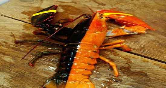 خواص خرچنگ برای جنین و ایا مصرف گوشت خرچنگ برای جنین مفیده خواص خرچنگ برای جنین ؛ ایا مصرف گوشت خرچنگ برای جنین مفیده