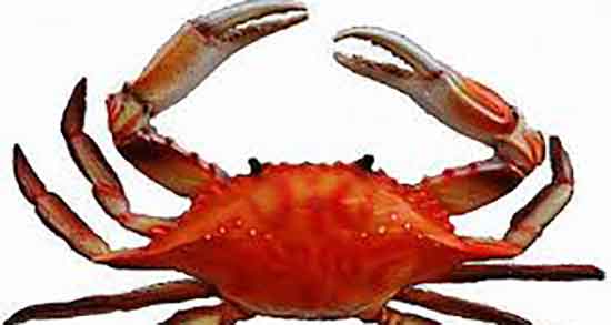 خواص خرچنگ برای سرطان و ایا گوشت خرچنگ از سرطان جلو گیری میکند خواص خرچنگ برای سرطان ؛ ایا گوشت خرچنگ از سرطان جلو گیری میکند