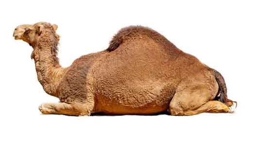 خواص خوردن ادرار شتر ؛ درمان نفس تنگی شدید با مصرف ادرار شتر خواص خوردن ادرار شتر ؛ درمان نفس تنگی شدید با مصرف ادرار شتر