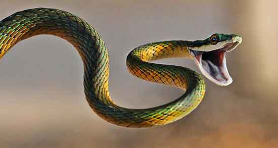 خواص خوردن خون مار و دانستنی های عجیب درباره خوردن خون مار خواص خوردن خون مار ؛ دانستنی های عجیب درباره خوردن خون مار