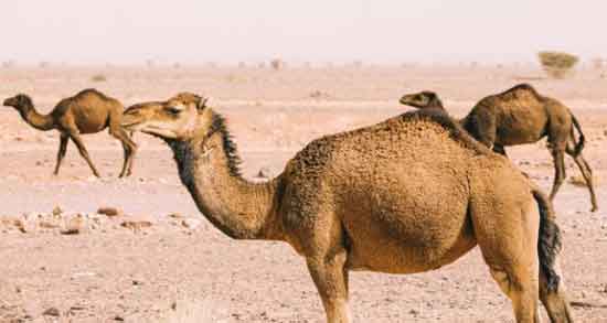 خواص دارویی ادرار شتر ؛ همه چیز درباره خاصیت دارویی و درمانی ادرار شتر خواص دارویی ادرار شتر ؛ همه چیز درباره خاصیت دارویی و درمانی ادرار شتر