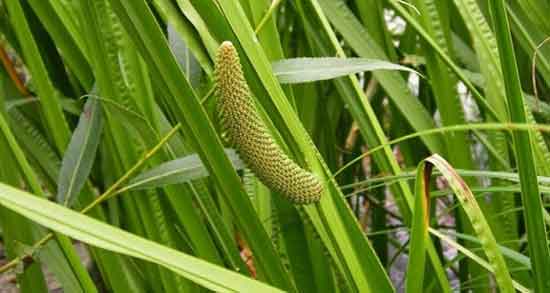 خواص دارویی اگیر ترکی و فواید دارویی گیاه اگیر ترکی برای زیبایی پوست خواص دارویی اگیر ترکی ؛ فواید دارویی گیاه اگیر ترکی برای زیبایی پوست