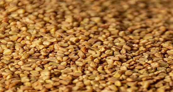 خواص دانه شنبلیله برای دیابت و طرز تهیه دمنوش شنبلیله برای قند خون خواص دانه شنبلیله برای دیابت ؛ طرز تهیه دمنوش شنبلیله برای قند خون