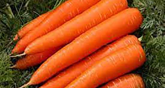 خواص دانه هویج فرنگی و فواید مصرف هویج فرنگی برای تخمدان زنان خواص دانه هویج فرنگی ؛ فواید مصرف هویج فرنگی برای تخمدان زنان