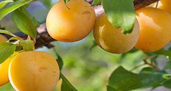 خواص درمانی آلو قطره طلا و خوردن میوه آلو قطره طلا چه فوایدی برای بدن دارد خواص درمانی آلو قطره طلا ؛ خوردن میوه آلو قطره طلا چه فوایدی برای بدن دارد