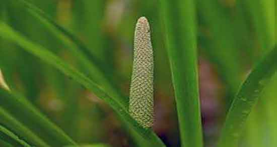 خواص درمانی اگیر ترکی و خواص دارویی گیاه اگیر ترکی برای طحال خواص درمانی اگیر ترکی ؛ خواص دارویی گیاه اگیر ترکی برای طحال