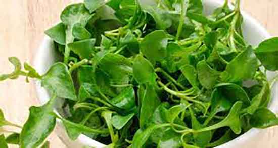 خواص درمانی تره تیزک و ایا تره تیزک برای کبد چرب مفیده یا نه خواص درمانی تره تیزک ؛ ایا تره تیزک برای کبد چرب مفیده یا نه