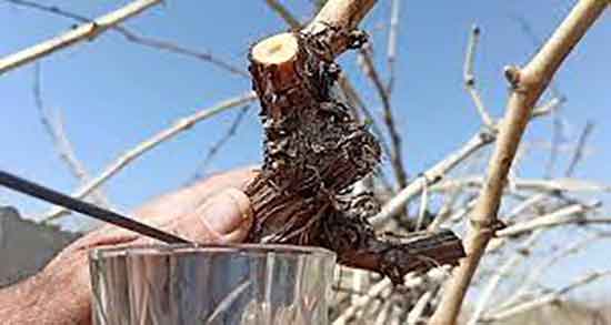 خواص درمانی درخت اشک مو و فواید درمانی گیاه مو برای پوست صورت خواص درمانی درخت اشک مو ؛ فواید درمانی گیاه مو برای پوست صورت