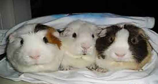 خواص درمانی مغز خرگوش و فواید خوردن مغز خرگوش برای سلامت بدن خواص درمانی مغز خرگوش ؛ فواید خوردن مغز خرگوش برای سلامت بدن