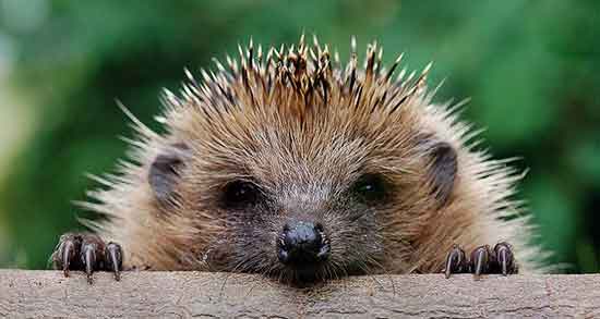 خواص درمانی گوشت جوجه تیغی و بهبود اسم با گوشت جوجه تیغی خواص درمانی گوشت جوجه تیغی ؛ بهبود اسم با گوشت جوجه تیغی