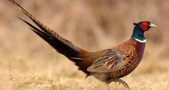 خواص درمانی گوشت قرقاول و درمان ضعف و ناتوانی بدن با مصرف گوشت قرقاول خواص درمانی گوشت قرقاول ؛ درمان ضعف و ناتوانی بدن با مصرف گوشت قرقاول