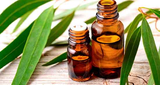 خواص دم کرده اکالیپتوس و فواید دم کرده اکالیپتوس برای سینوزیت خواص دم کرده اکالیپتوس ؛ فواید دم کرده اکالیپتوس برای سینوزیت