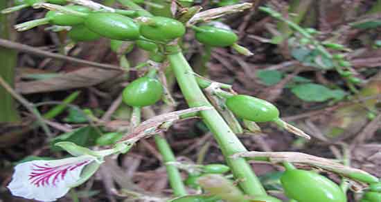 خواص روغن هل ؛ فواید استفاده از روغن هل برای ماسک صورت خواص روغن هل ؛ فواید استفاده از روغن هل برای ماسک صورت