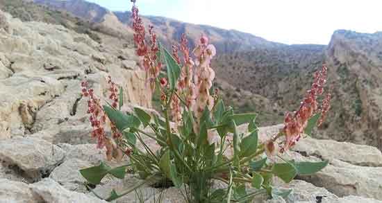 خواص ریشه ترشک و فواید ریشه ساق ترشک برای زردی نوزاد خواص ریشه ترشک ؛ فواید ریشه ساق ترشک برای زردی نوزاد