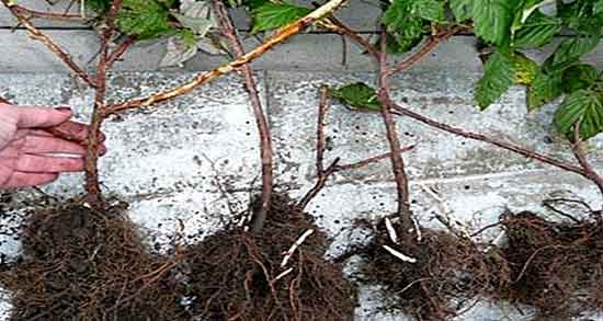 خواص ریشه تمشک و بررسی خواص دارویی و درمانی ریشه تمشک خواص ریشه تمشک ؛ بررسی خواص دارویی و درمانی ریشه تمشک