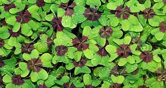 خواص ریشه ساق ترشک برای زردی نوزاد و فواید گیاه ترشک برای زردی خواص ریشه ساق ترشک برای زردی نوزاد ؛ فواید گیاه ترشک برای زردی