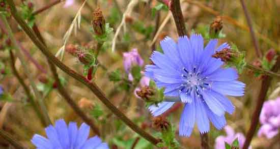 خواص ریشه کاسنی برای کبد چرب ؛ ریشه کاسنی برای درمان کبد چرب خواص ریشه کاسنی برای کبد چرب ؛ ریشه کاسنی برای درمان کبد چرب