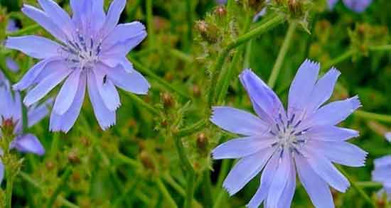 خواص ریشه کاسنی در طب اسلامی ؛ ریشه کاسنی از نظر طب اسلامی خواص ریشه کاسنی در طب اسلامی ؛ ریشه کاسنی از نظر طب اسلامی