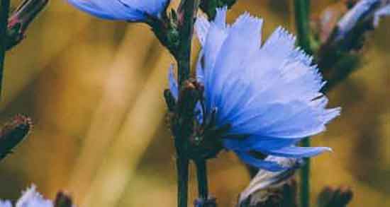 خواص ریشه کاسنی در طب سنتی ؛ فواید ریشه کاسنی در طب سنتی خواص ریشه کاسنی در طب سنتی ؛ فواید ریشه کاسنی در طب سنتی