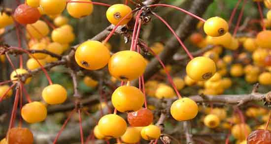 خواص زالزالک برای بارداری و تقویت سیستم ایمنی بدن زن باردار با مصرف زالزالک خواص زالزالک برای بارداری ؛ تقویت سیستم ایمنی بدن زن باردار با مصرف زالزالک