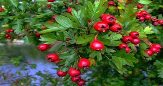 خواص زالزالک برای دیابت و خواص دارویی و درمانی زالزالک برای افراد دیابتی خواص زالزالک برای دیابت ؛ خواص دارویی و درمانی زالزالک برای افراد دیابتی