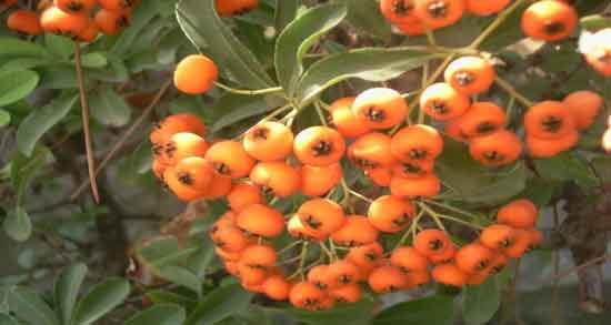 خواص زالزالک برای زنان باردار و حفظ سلامت جنین با مصرف زالزالک در بارداری خواص زالزالک برای زنان باردار ؛ حفظ سلامت جنین با مصرف زالزالک در بارداری