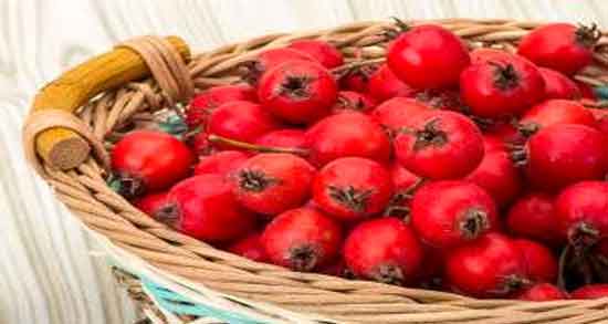 خواص زالزالک برای قلب و پیشگیری از ابتلا به بیماری های قلبی با خوردن زالزالک خواص زالزالک برای قلب ؛ پیشگیری از ابتلا به بیماری های قلبی با خوردن زالزالک