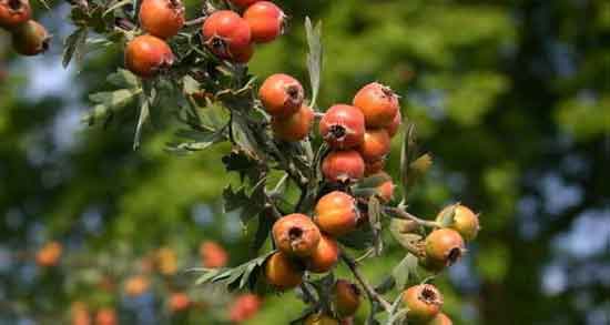 خواص زالزالک برای پوست و مو و تاثیر مصرف زالزالک برای سلامتی پوست و مو خواص زالزالک برای پوست و مو ؛ تاثیر مصرف زالزالک برای سلامتی پوست و مو