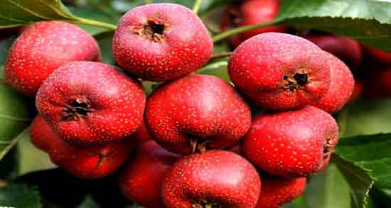 خواص زالزالک در شیردهی ؛ افزایش شیر مادر با خوردن زالزالک خواص زالزالک در شیردهی ؛ افزایش شیر مادر با خوردن زالزالک