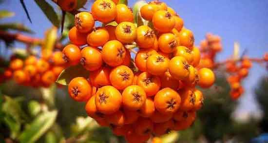 خواص زالزالک در طب اسلامی و آشنایی با خاصیت زالزالک از دیدگاه طب اسلامی خواص زالزالک در طب اسلامی ؛ آشنایی با خاصیت زالزالک از دیدگاه طب اسلامی