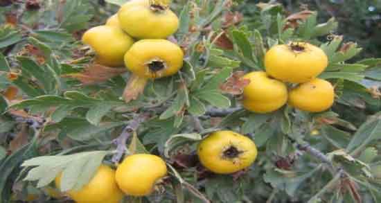 خواص زالزالک زرد و حفظ سلامتی بدن با خوردن زالزالک زرد خواص زالزالک زرد ؛ حفظ سلامتی بدن با خوردن زالزالک زرد