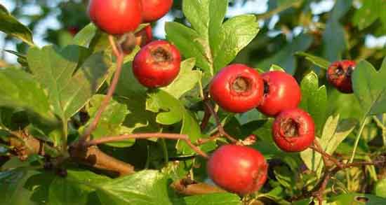 خواص زالزالک و دیابت و کنترل میزان قند خون بدن با خوردن زالزالک خواص زالزالک و دیابت ؛ کنترل میزان قند خون بدن با خوردن زالزالک