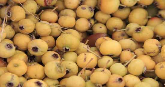 خواص زالزالک وحشی و درمان بیماری ها با خوردن زالزالک وحشی خواص زالزالک وحشی ؛ درمان بیماری ها با خوردن زالزالک وحشی