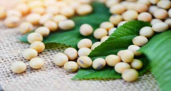 خواص سویا آجیلی برای چاقی ؛ مصرف بیش از حد سویا آجیلی باعث چاقی و اضافه وزن خواص سویا آجیلی برای چاقی ؛ مصرف بیش از حد سویا آجیلی باعث چاقی و اضافه وزن