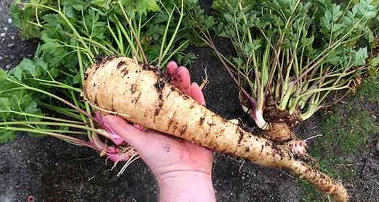 خواص شقاقل جنگلی برای مردان و در بارداری + خواص عرق و مربای شقاقل خواص شقاقل ؛ جنگلی برای مردان و در بارداری + خواص عرق و مربای شقاقل