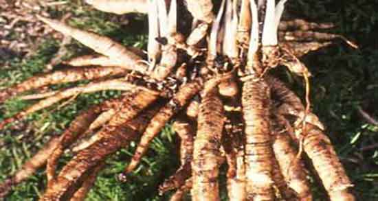 خواص شقاقل چیست و فواید مصرف شقاقل برای زیبایی پوست خواص شقاقل چیست ؛ فواید مصرف شقاقل برای زیبایی پوست