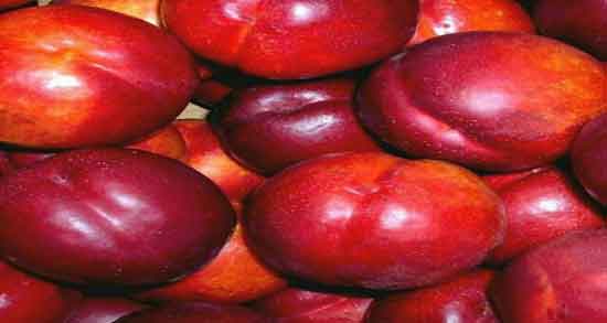 خواص شلیل در کودکان ؛ بهبود رشد کودکان با خوردن میوه شلیل خواص شلیل در کودکان ؛ بهبود رشد کودکان با خوردن میوه شلیل