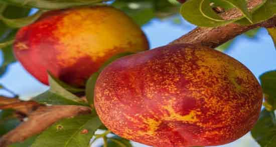 خواص شلیل چیست و آشنایی با خاصیت خوردن شلیل برای سلامتی خواص شلیل چیست ؛ آشنایی با خاصیت خوردن شلیل برای سلامتی