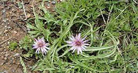 خواص شنگ برای قند خون و ایا مصرف شنگ برای دیابت زنان باردار مفیده خواص شنگ برای قند خون ؛ ایا مصرف شنگ برای دیابت زنان باردار مفیده