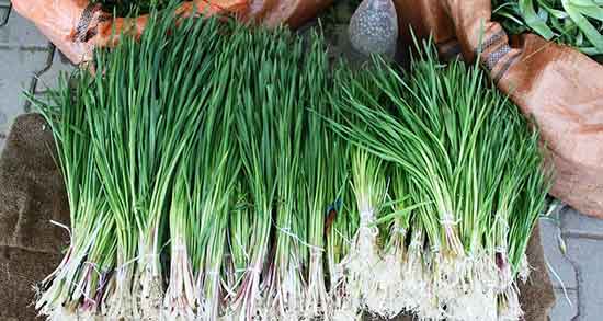 خواص شنگ برای قند خون و کبد در بارداری + طریقه مصرف دمنوش شنگ خواص شنگ ؛ برای قند خون و کبد در بارداری + طریقه مصرف دمنوش شنگ